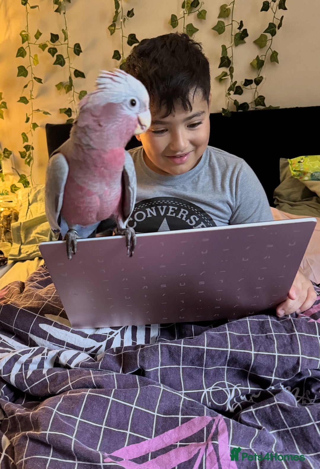 Cockatoo birds for sale: Hand reared Male galah parrot  - Image 5