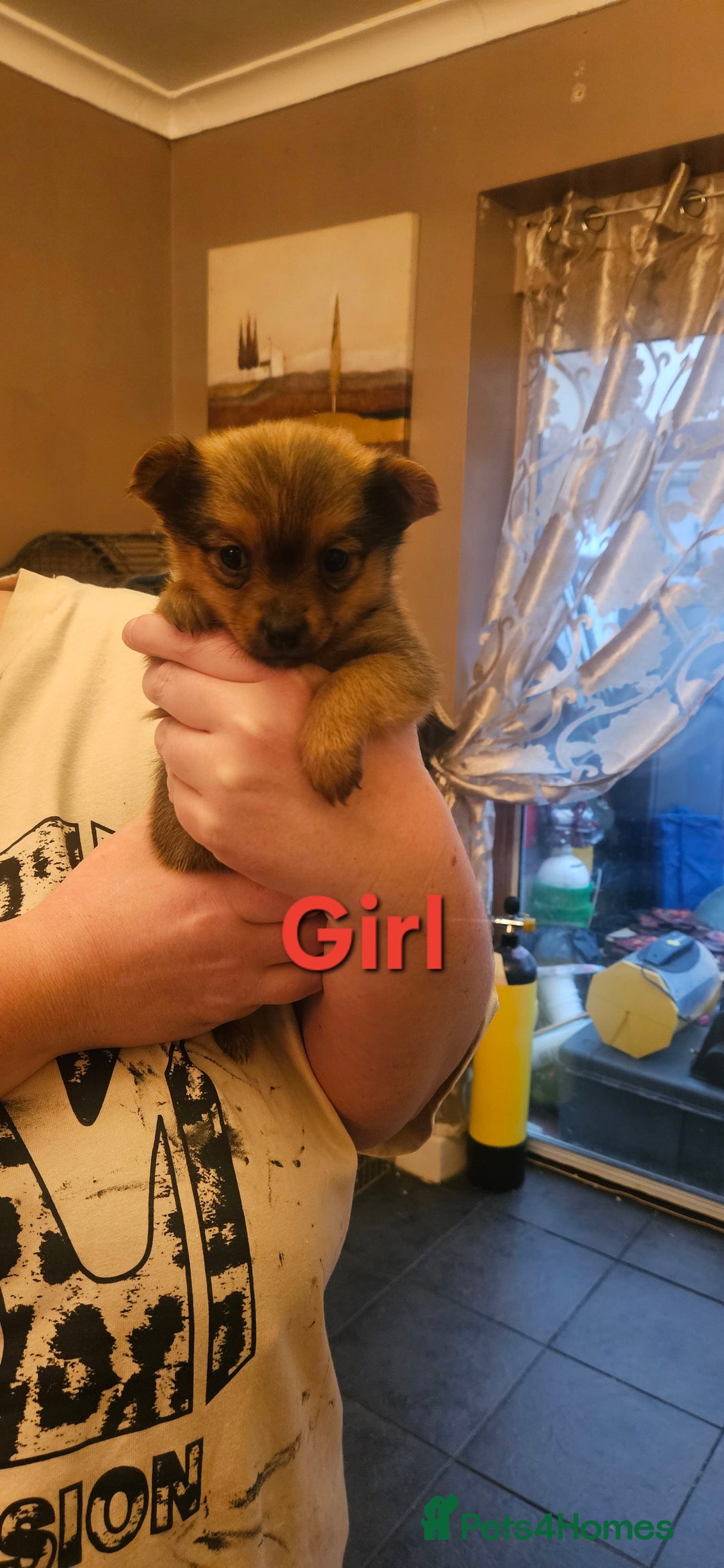 Mixed Breed dogs for sale: Yorkie Pom's for sale - Advert 3