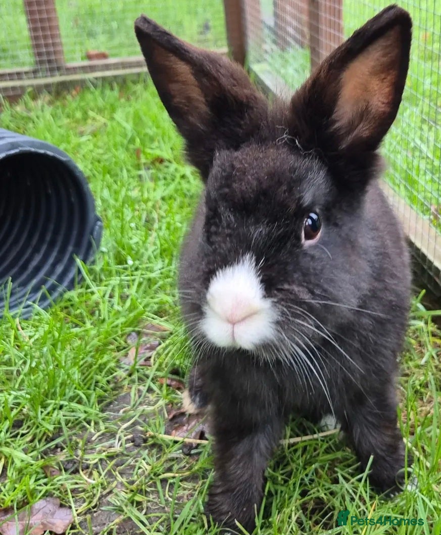 Mixed Breed rabbits Sooty - castrated and vaccinated  - Advert 1