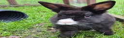 Mixed Breed rabbits for sale: Sooty - castrated and vaccinated  - Advert 1