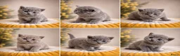British Shorthair cats for sale: 6 gorgeous bsh girls for sale 💗 - Advert 1