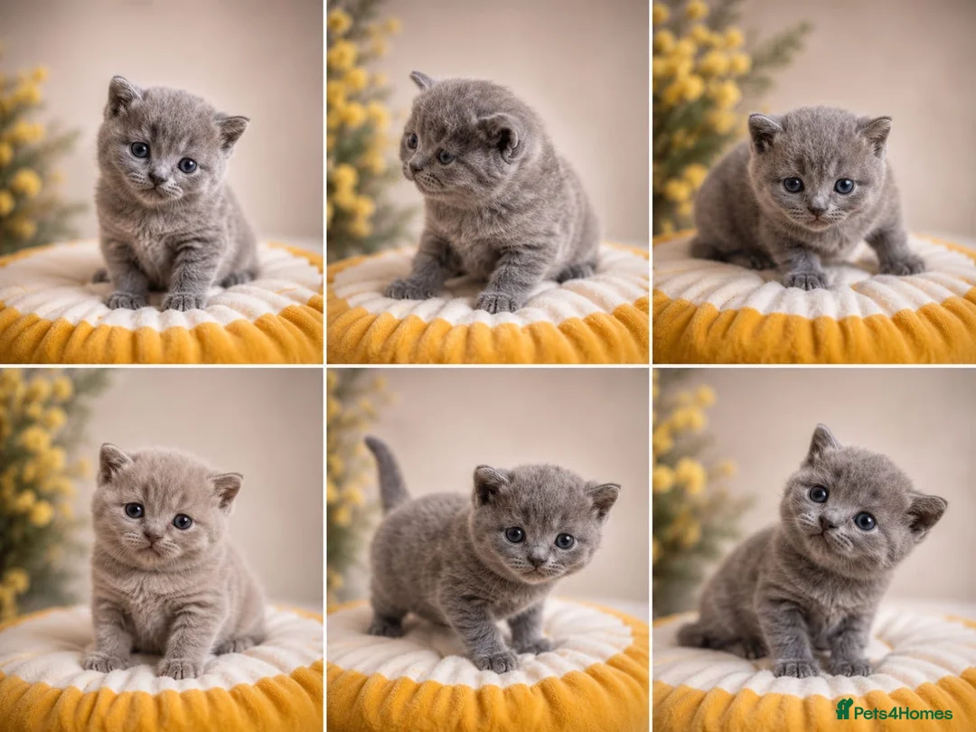 British Shorthair cats for sale: 6 gorgeous bsh girls for sale 💗 - Advert 1