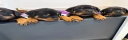 Rottweiler dogs for sale: Beautiful litter of KC Rottweilers  - Advert 5