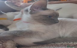 Siamese cats for sale: Beautiful litter of Simease - Image 5