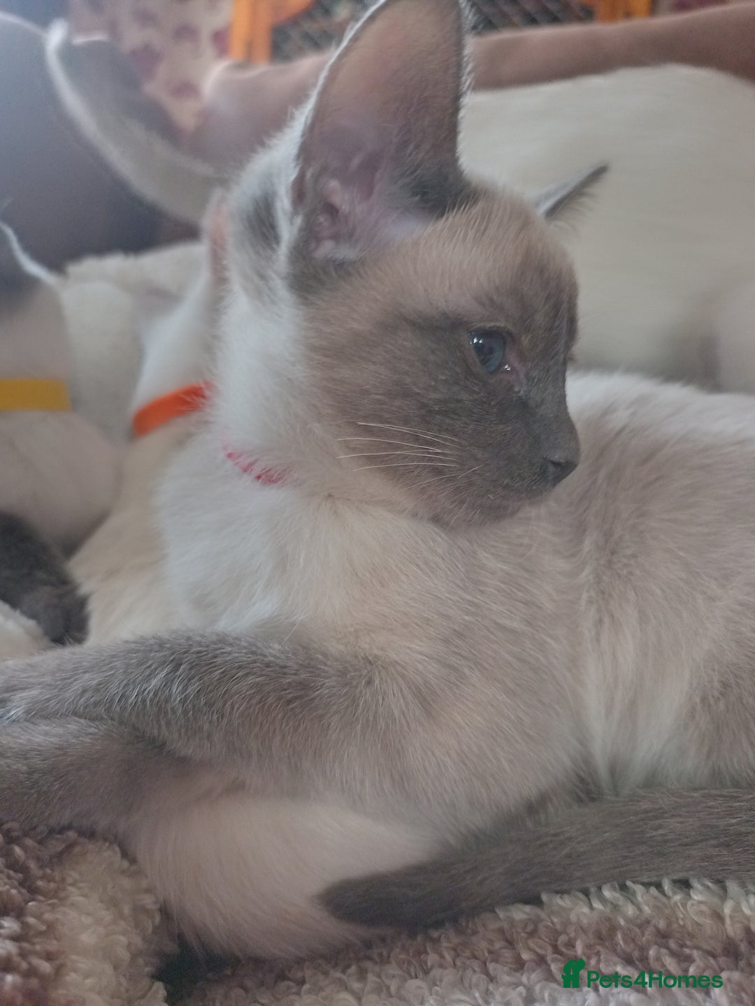 Siamese cats for sale: Beautiful litter of Simease - Image 5