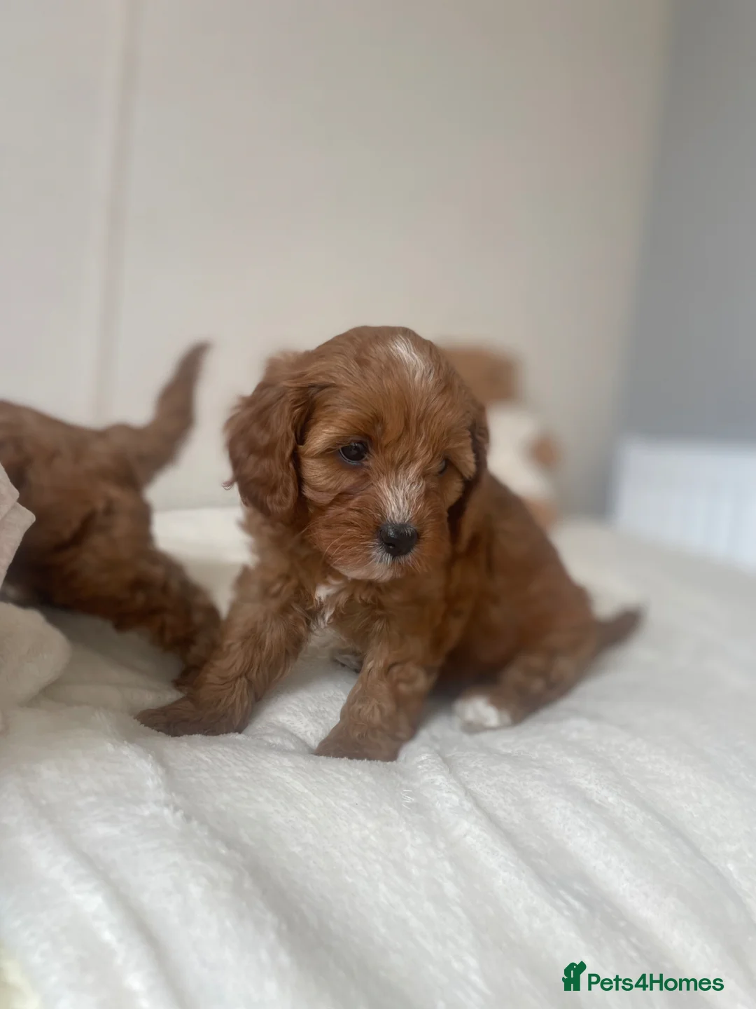 Cavapoo dogs for sale: Stunning  Cavapoo puppy  - Advert 27