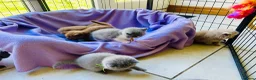 British Shorthair cats for sale: GCCF Registered BSH/BLH Kittens - Advert 9