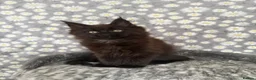 Maine Coon cats for sale: 🐾Tica registered Maine Coon Kittens Available 🐾 - Advert 6