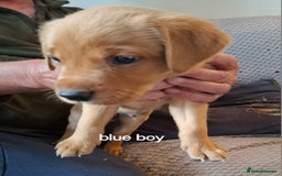 Labrador Retriever dogs for sale: Mix of fox red and yellow labrador puppies - Image 2