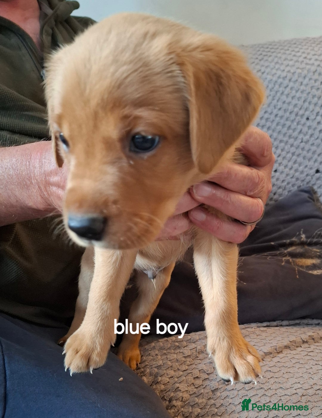 Labrador Retriever dogs for sale: Mix of fox red and yellow labrador puppies - Image 2