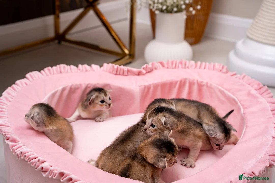 Abyssinian cats for sale: Exceptional Pedigree 6 Abyssinians-Super Friendly - Advert 5