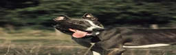 Lurcher dogs for stud: Stunning Blue and white Lurcher for Stud in Plymouth - Advert 3