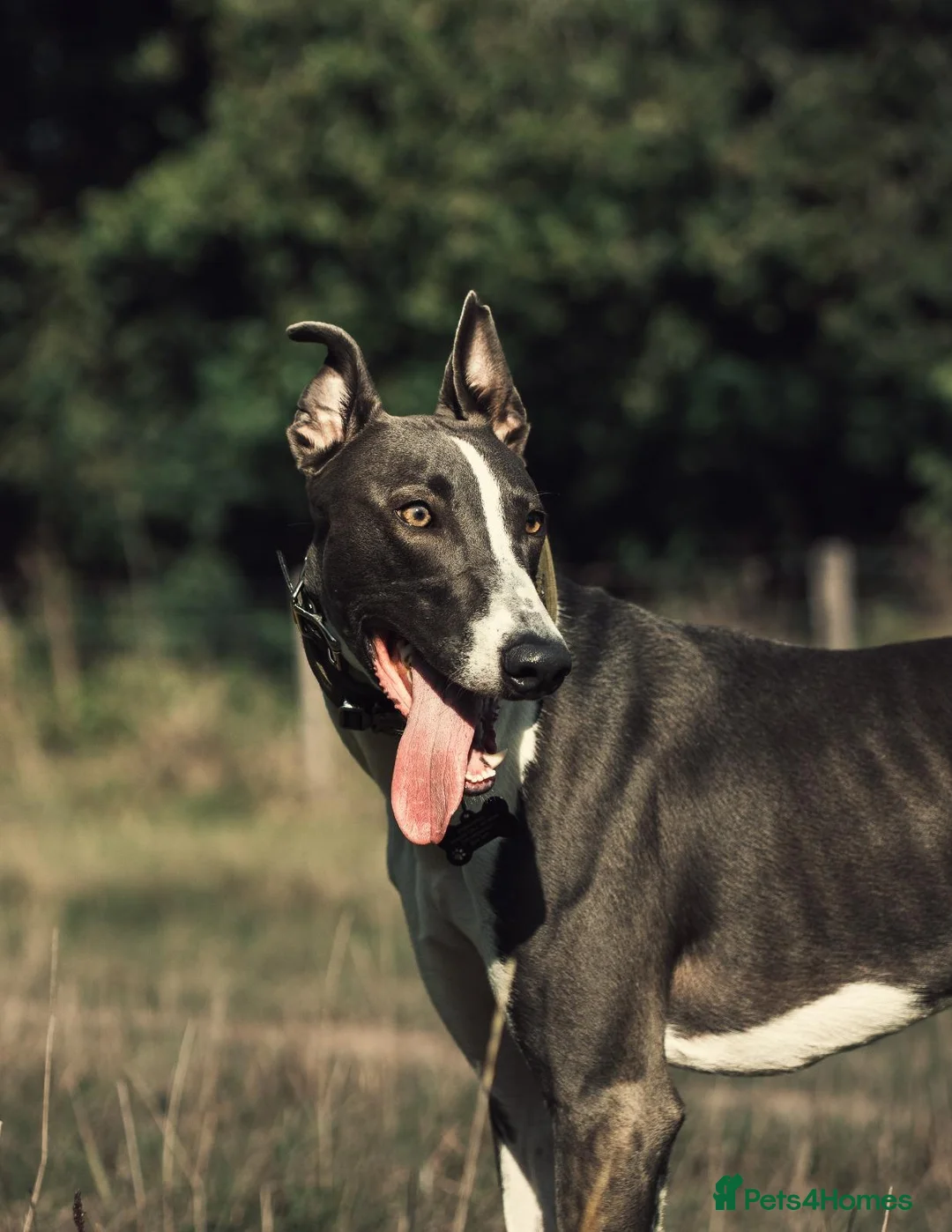 Lurcher dogs for stud: Stunning Blue and white Lurcher for Stud in Plymouth - Advert 3