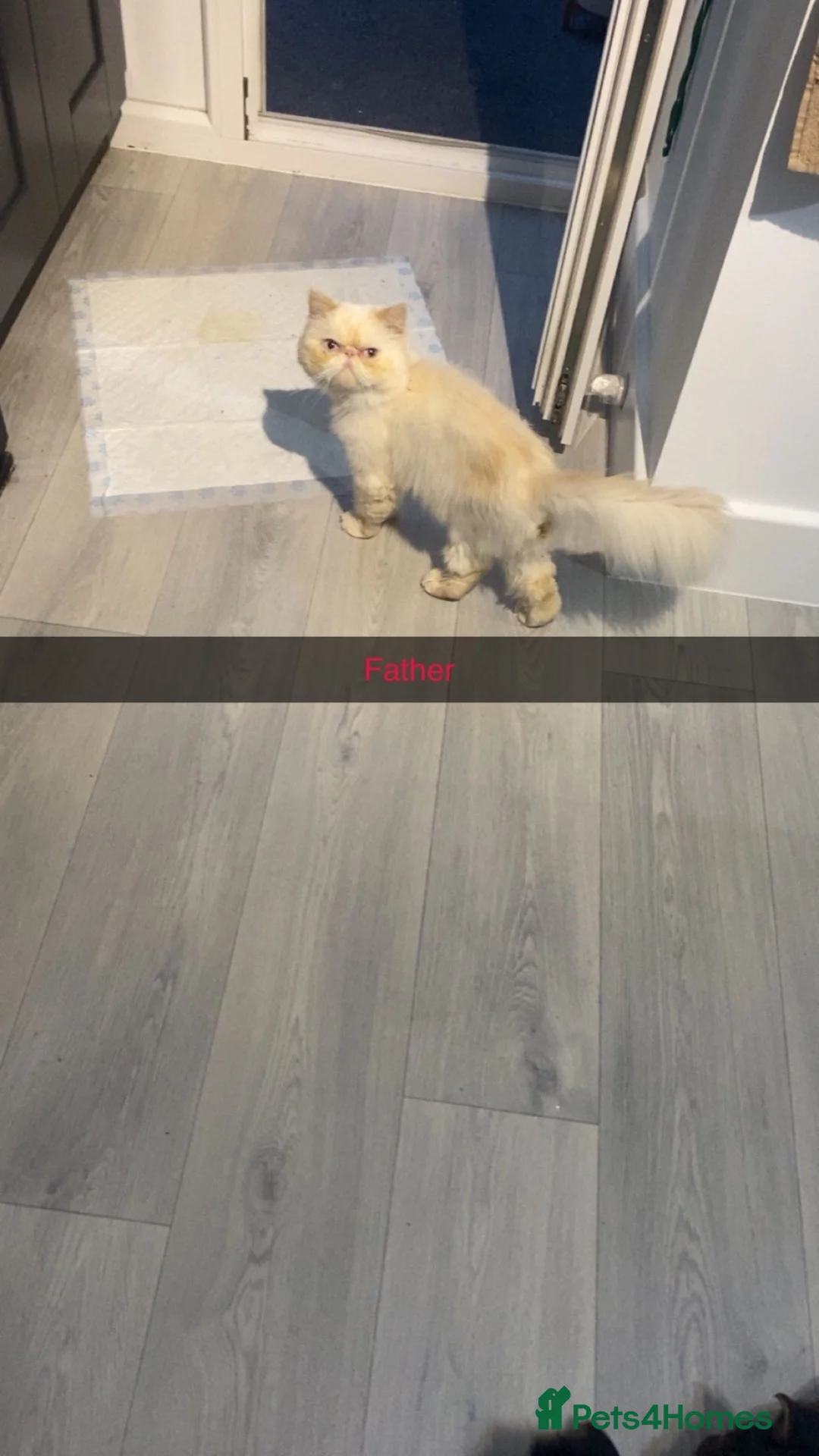 Persian cats for sale: 🐾 Beautiful Persian Kittens – Ready Soon 🐾 - Advert 1