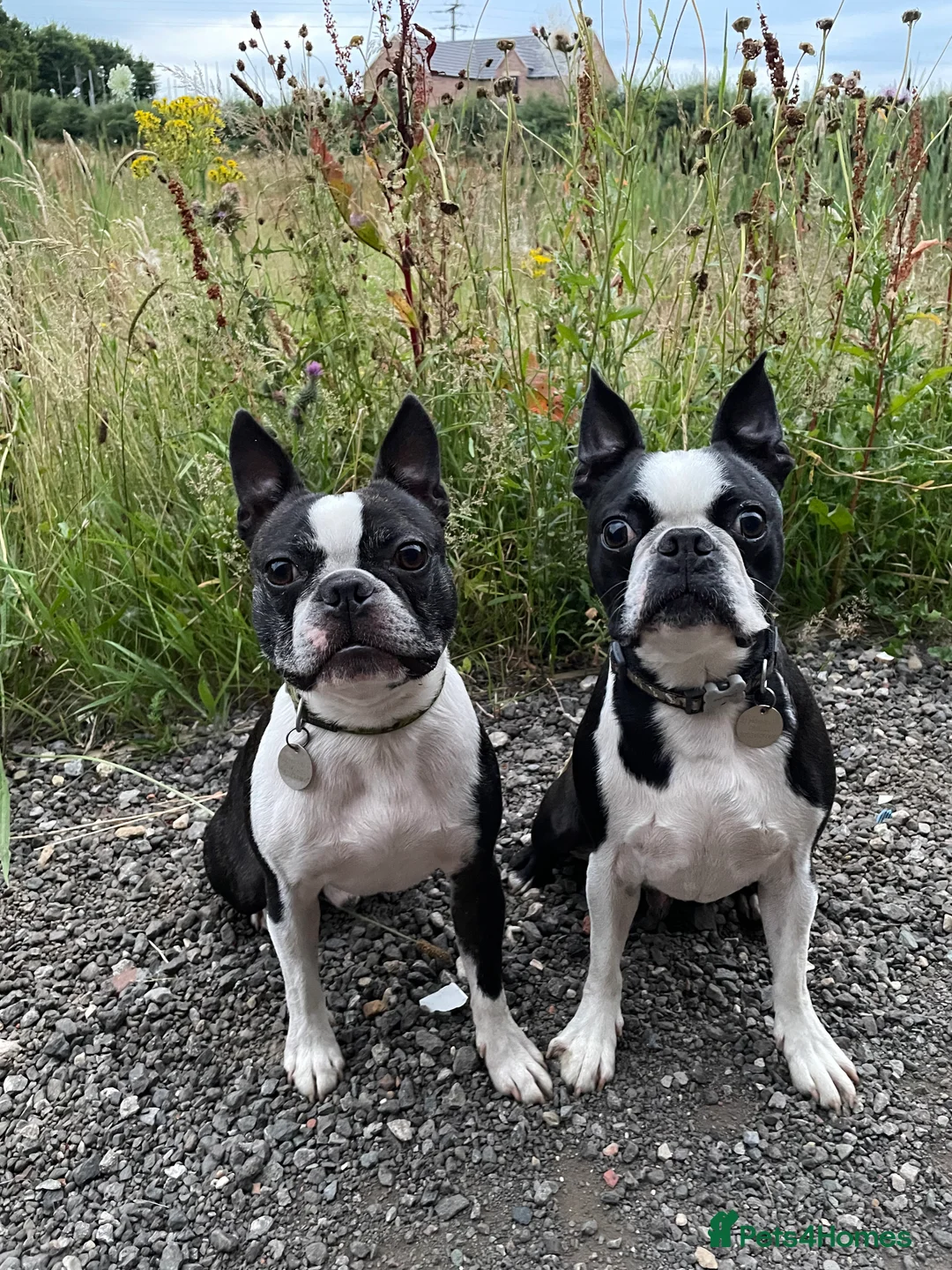 Boston Terrier dogs for stud: Small Proven Boston Terrier Stud in Doncaster - Advert 7