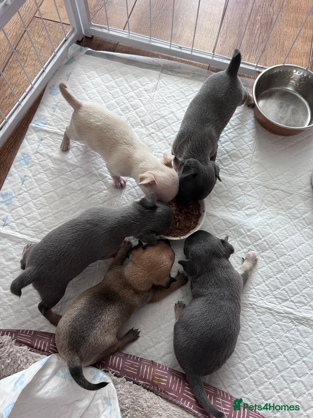 Chihuahua dogs for sale: Adorable apple head short coat chihuahua puppies.  - Image 2