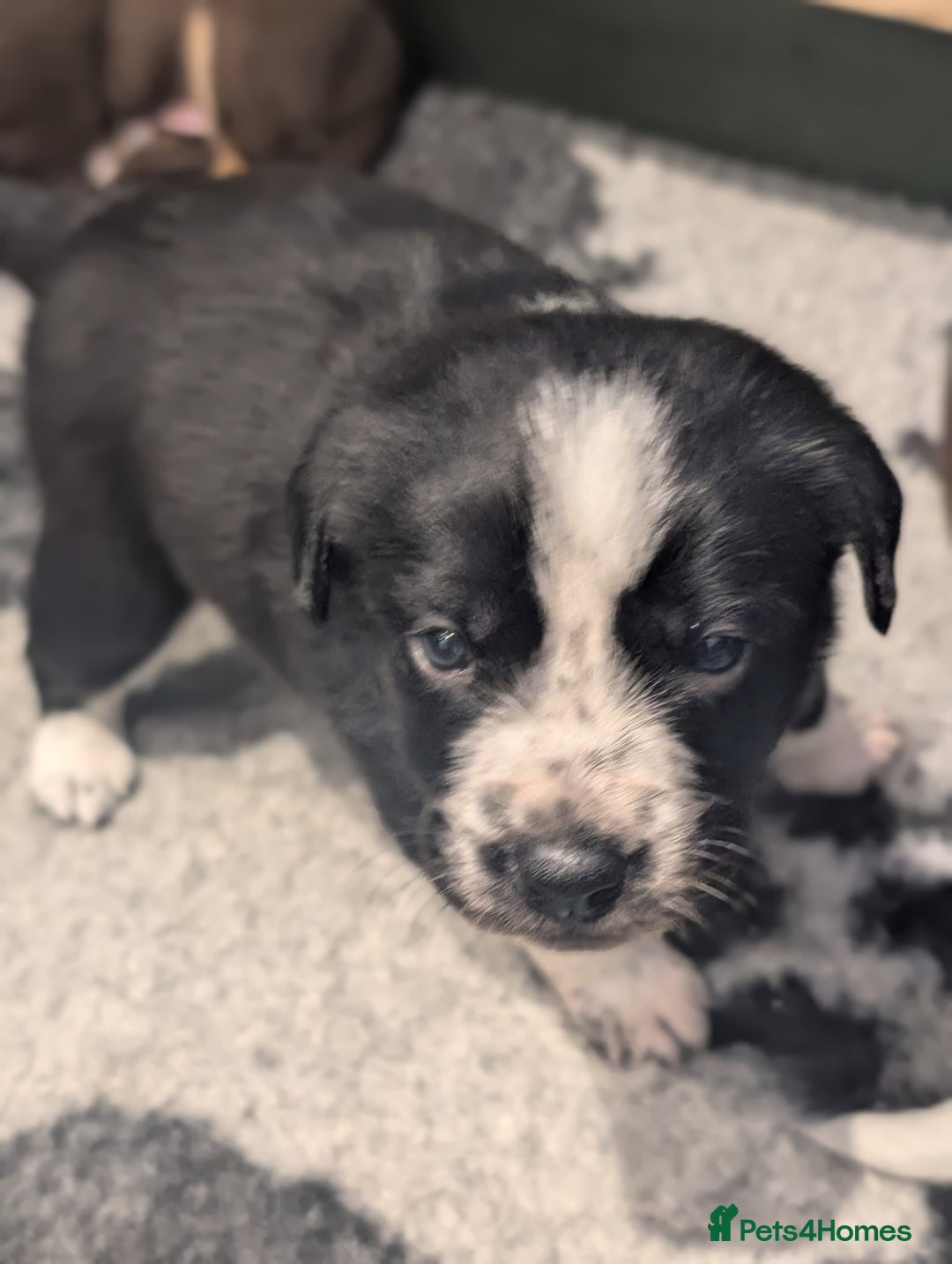 Border Collie dogs for sale: Collie mix puppies looking for their families! - Image 14