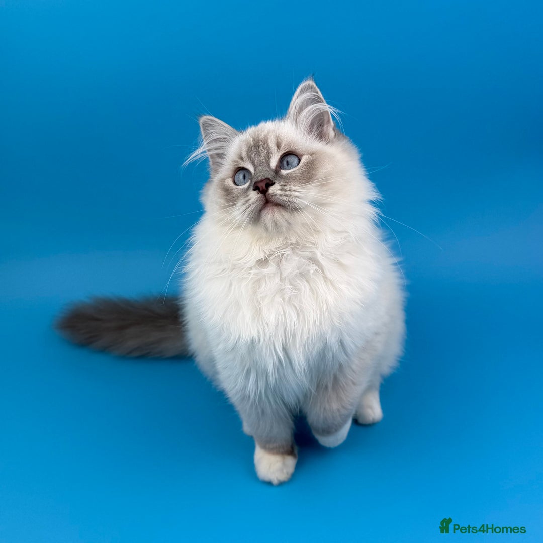 Ragdoll cats for sale: 💙 STUNNING GCCF GRCH SIRED RAGDOLL KITTENS 💙 - Advert 20