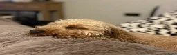 Cockapoo dogs for sale: 2 year old Cockapoo Girl 🌺  - Advert 4