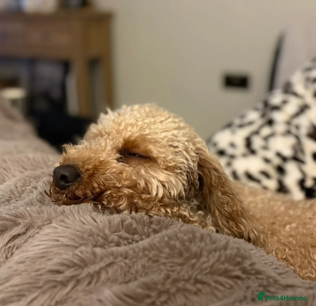 Cockapoo dogs for sale: 2 year old Cockapoo Girl 🌺  - Advert 4