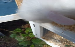 Mixed Breed rabbits for sale: Baby rabbits  - Image 4