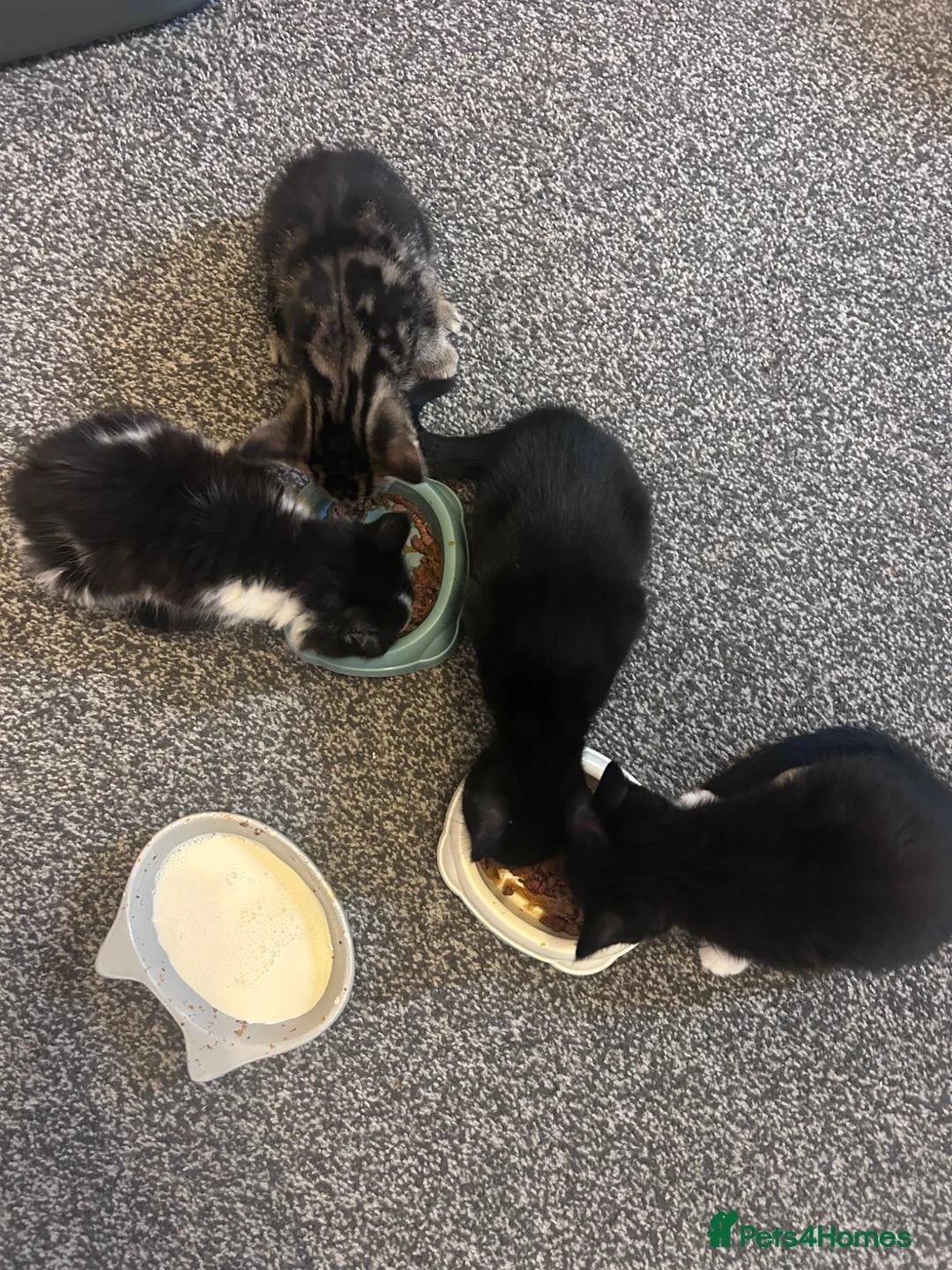 Mixed Breed cats for sale: 3 kittens for sale in Barnsley - Advert 11
