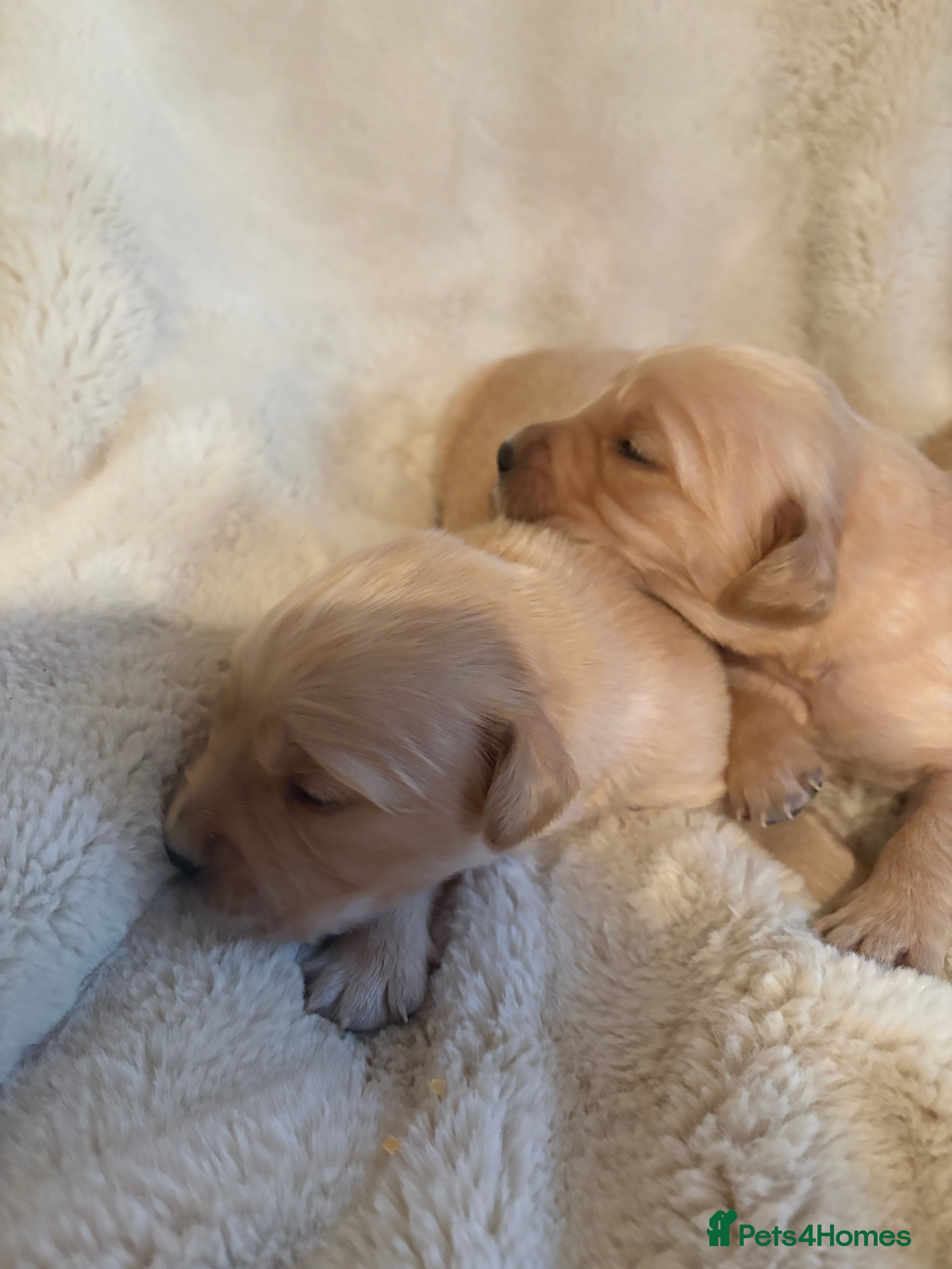 Golden Retriever dogs Golden retriever puppies 6 available 🐶🐾 - Advert 2