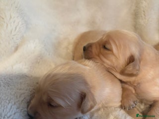 Golden Retriever dogs Golden retriever puppies 6 available 🐶🐾 - Advert 2