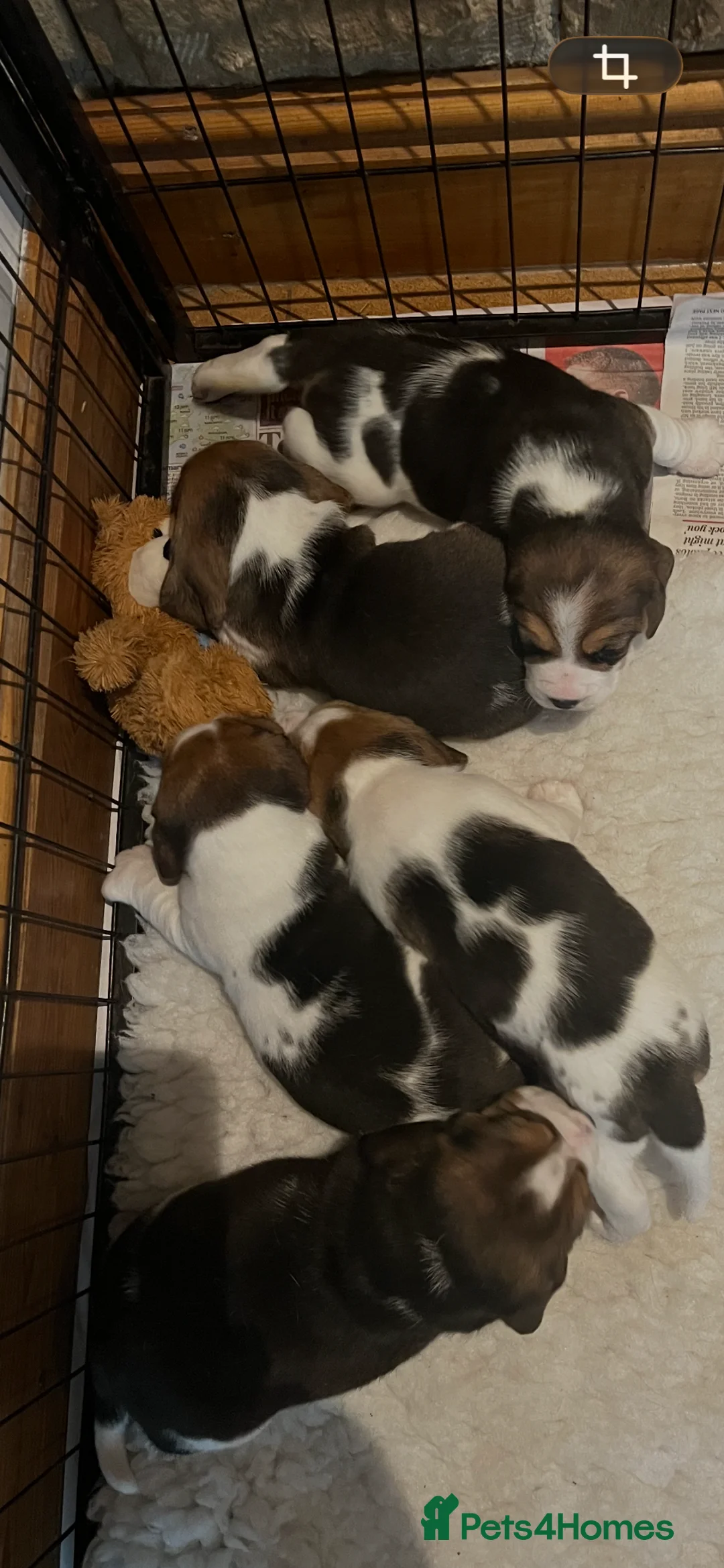 Beagle dogs for sale: Absolutely Stunning Puppies (KC reg) - Advert 8