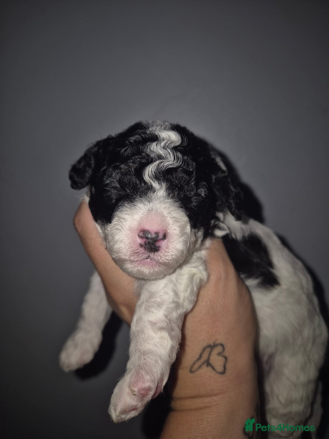 Maltipoo dogs for sale: Maltipoo puppies ready now  - Image 17
