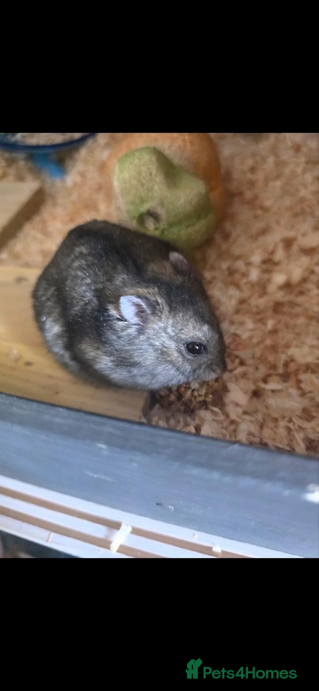 Hamster rodents for sale: Two male dwarf hamsters - Advert 1