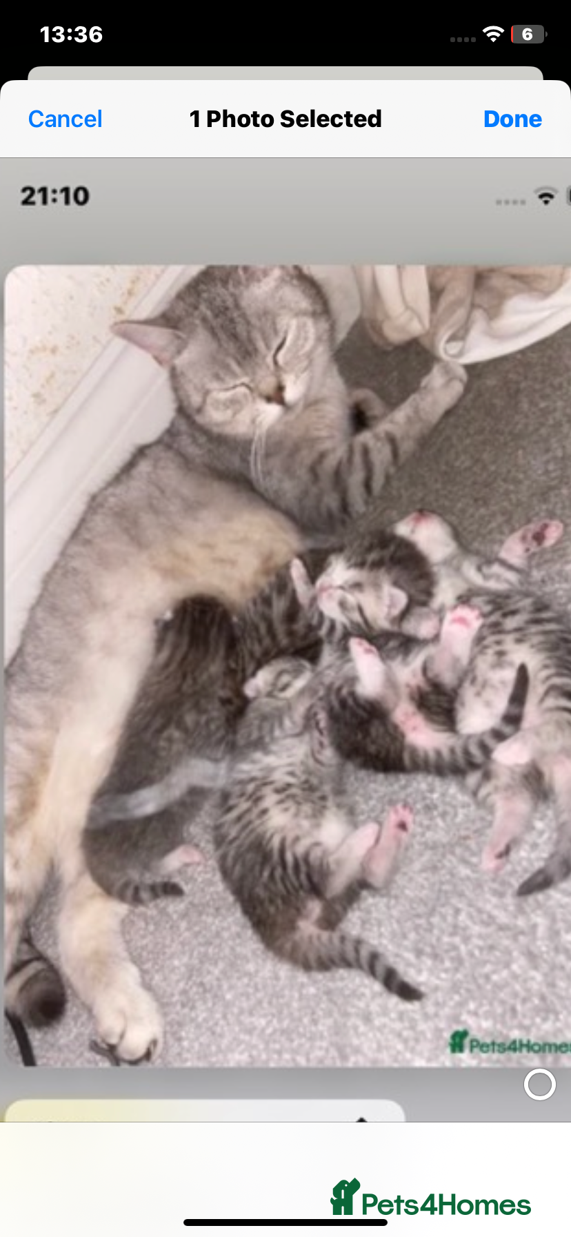 Mixed Breed cats 2 beautiful mixed Bengal/British shorthair  babies - Advert 2