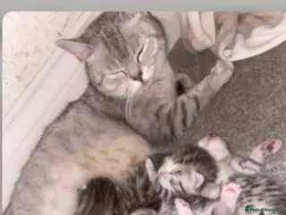 Mixed Breed cats 2 beautiful mixed Bengal/British shorthair babies - Advert 1