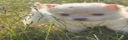 Pomsky dogs for sale: Pomsky Puppies (3) - Advert 30