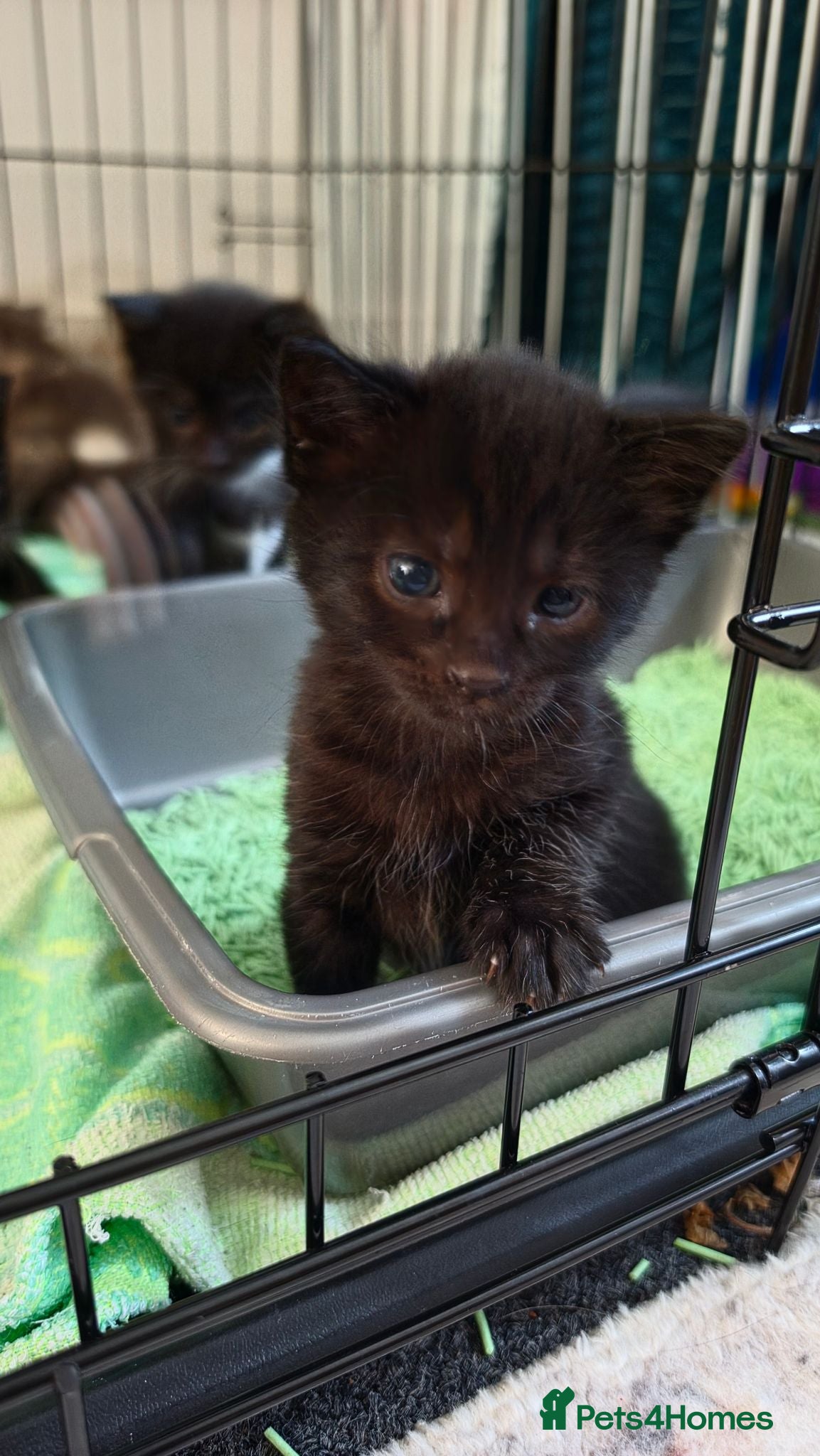 Mixed Breed cats Beautiful  Kittens Looking for Their new Homes 🐾 - Advert 20