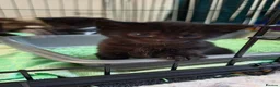 Mixed Breed cats for sale: Beautiful  Kittens Looking for Their new Homes 🐾 - Advert 14