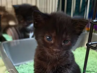 Mixed Breed cats Beautiful Kittens Looking for Their new Homes 🐾 - Advert 1