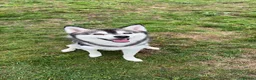 Pomsky dogs for stud: ✨ Handsome F2 Pomsky Stud Available ✨ - Advert 14