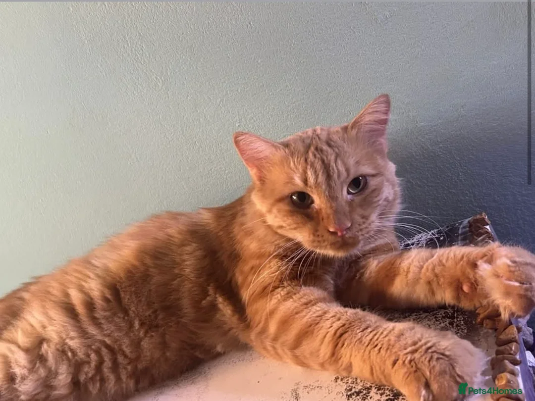 Mixed Breed cats for sale: X3 beautiful ginger kittens - ready to leave - Advert 14