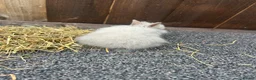 Mixed Breed rabbits for sale: Baby bunnies  - Advert 16