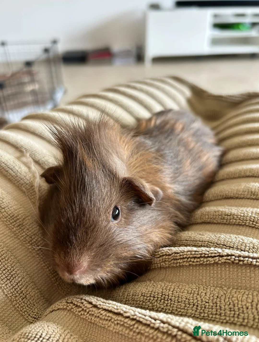 Guinea Pig rodents for sale: 2 Guinea Pigs for Sale  - Advert 1
