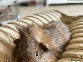 Guinea Pig rodents 2 Guinea Pigs for Sale - Advert 1