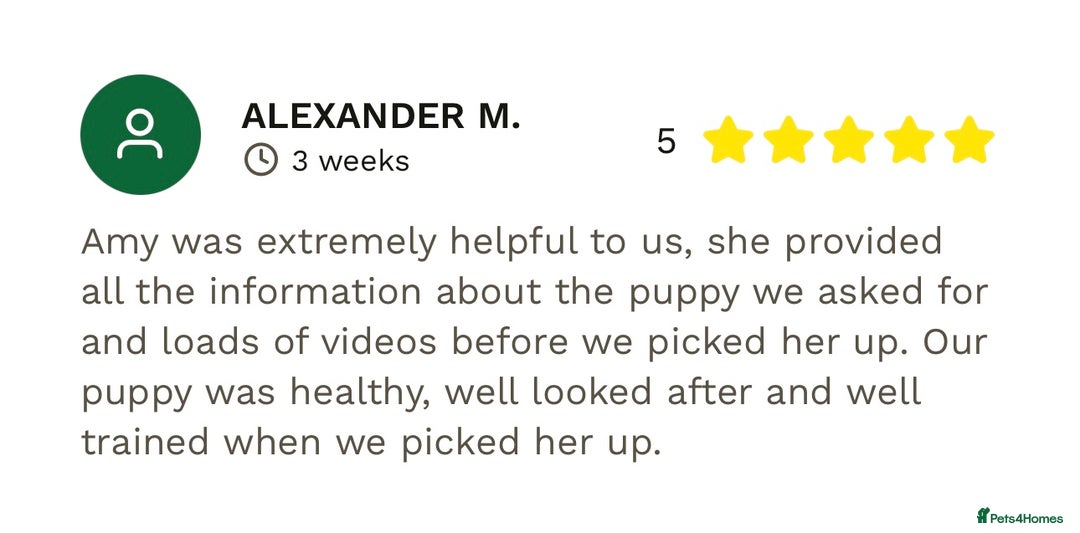 Cocker Spaniel dogs for sale: Beautiful Female Working Cocker Spaniels - Advert 11