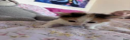 British Shorthair cats for sale: Four cute kittens mixed litter . - Advert 3