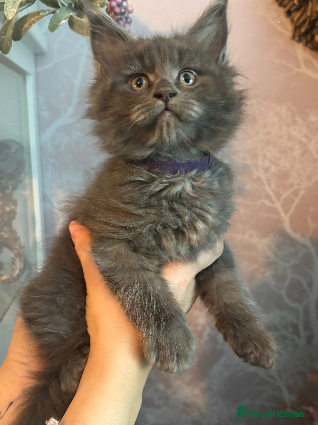 Maine Coon cats for sale: Blue Maine Coon Kittens – Active TICA Registered  - Advert 34