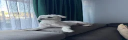 Bichon Frise dogs for sale: Bichon  in Harlow - Advert 3
