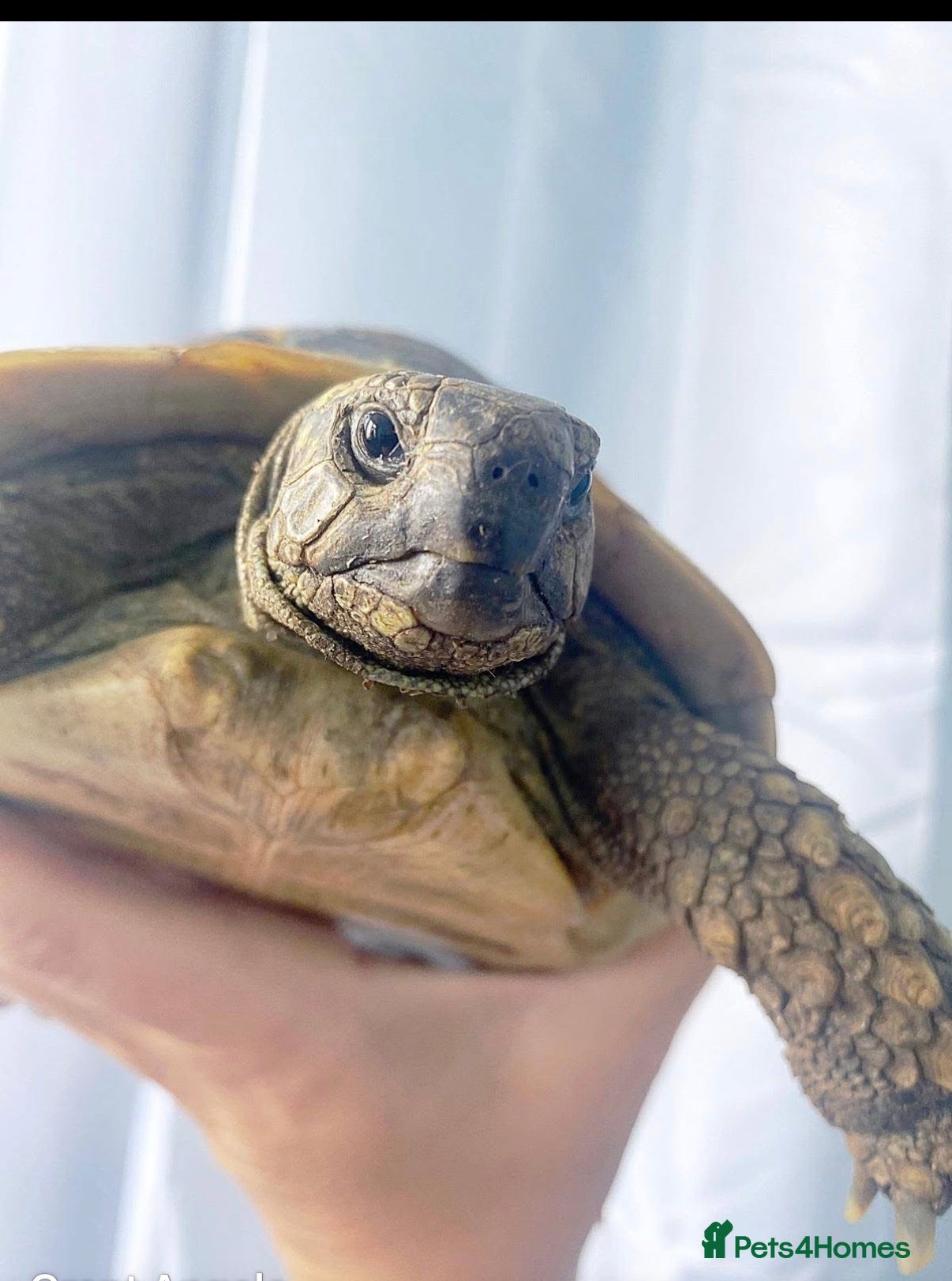 Tortoise reptiles 10 year old male tortoise  - Advert 3