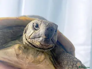 Tortoise reptiles 10 year old male tortoise - Advert 3