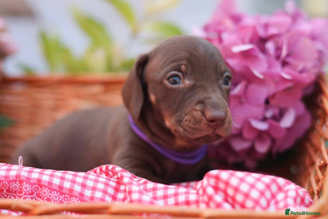 Dachshund dogs for sale: KC Miniature dachshunds puppies  - Image 19