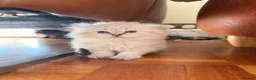 British Shorthair cats for sale: Plush rainbow litter of BSH x SF for viewing  - Advert 11